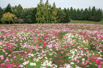 コスモス畑(広島県庄原市)