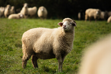 sheep and lambs - obrazy, fototapety, plakaty