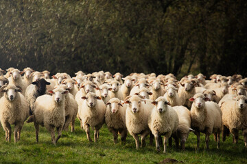 Owce na polu  - obrazy, fototapety, plakaty