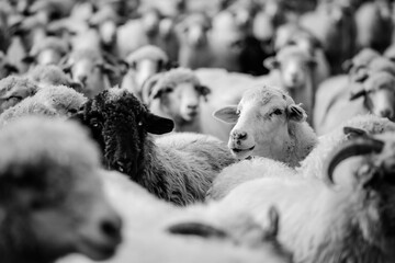 sheep and lambs - obrazy, fototapety, plakaty