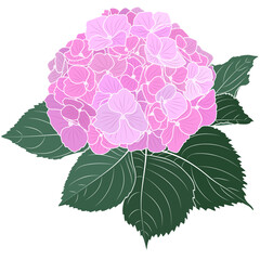 Blooming pink hydrangea flower outline, botanical vector illustration.
