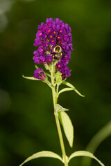 Bumblebee on purple flowers of butterfly bush in Connecticut.