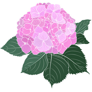 pink hydrangea flower with green leaves clip art preview