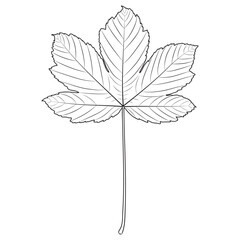 Sycamore maple tree leaf outline, silhouette, vector illustration. Coloring page