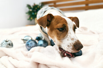 Funny Jack Russell Terrier wearing festive sweater playing in decorated Christmas room. Pets in xmas and new year. Wintertime mood.