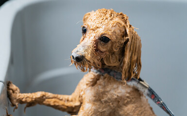Grooming a toy poodle dog in a dog salon. The dog is washed after grooming.