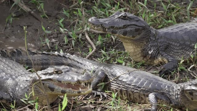Caiman at the river banks of the Transpantaneira gravel road towards Porto Jofre through the Pantanal, the biggest swamp area of the world in Brazil, relaxing and sunbathing.