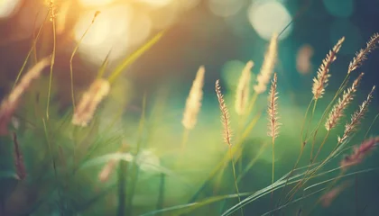 Fototapete Gras wild grass in the forest at sunset macro image shallow depth of field abstract summer nature background vintage filter