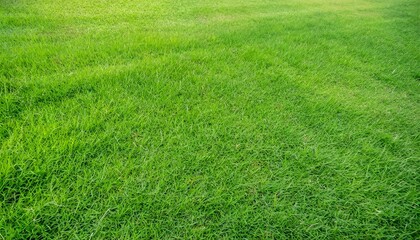 Fototapeta na wymiar grass field background green grass green background