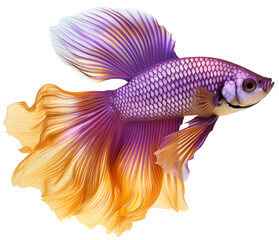 Betta fish or Betta splendens. Purple and gold Betta splendens. A beautiful aquarium fish with a large bushy tail. Isolated on a transparent background. - obrazy, fototapety, plakaty