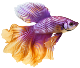 Betta fish or Betta splendens. Purple and gold Betta splendens. A beautiful aquarium fish with a large bushy tail. Isolated on a transparent background.