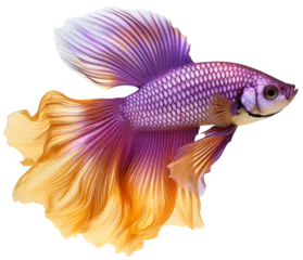 Foto op Canvas Betta fish or Betta splendens. Purple and gold Betta splendens. A beautiful aquarium fish with a large bushy tail. Isolated on a transparent background. © Honey Bear