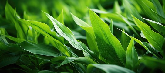 a close up of a corn field with bright green leaves