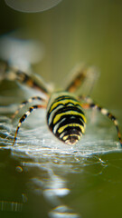 Spider and the web