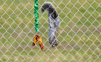 Gray squirrel upside down eating