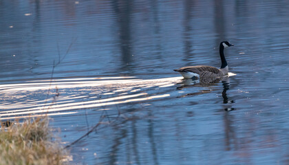 country goose swimming in the water