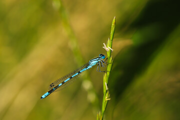 Blue dragonfly on green leaf
