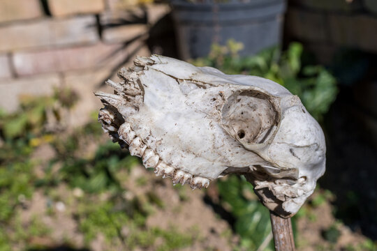 Skull of hornless roe deer lateral view in the garden, realistic background. Focus on full depth..