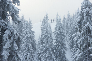 Winter Hiking During Snowfall in the Mountain Forest