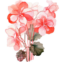 Flowers,begonia, watercolorpink flowers transparent background.