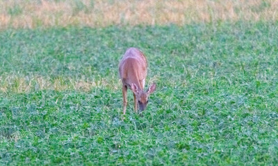 Whitetail deer grazing in field