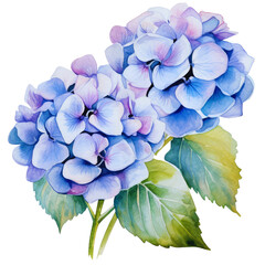 flower Watercolor hydrangea. Blue flowers on transparent background. - obrazy, fototapety, plakaty