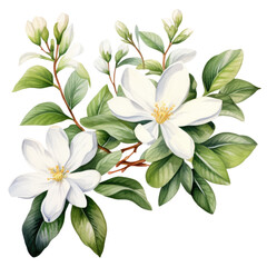 flower jasmine watercolor white flowers on transparent background - obrazy, fototapety, plakaty