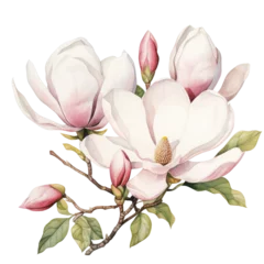 Foto op Canvas flower magnolia flower watercolor on transparent background © Lalita