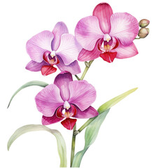 Fototapeta na wymiar orchid flower watercolor pink flowers on transparent background