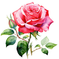 pink rose  Watercolor on a transparent background