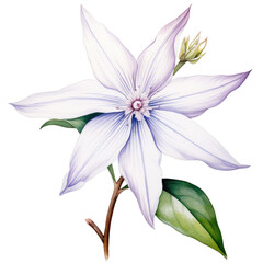 Flowers starflower Watercolor on a transparent background