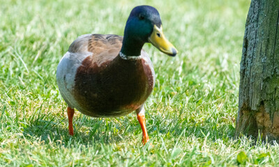 Naklejka na ściany i meble duck on the grass