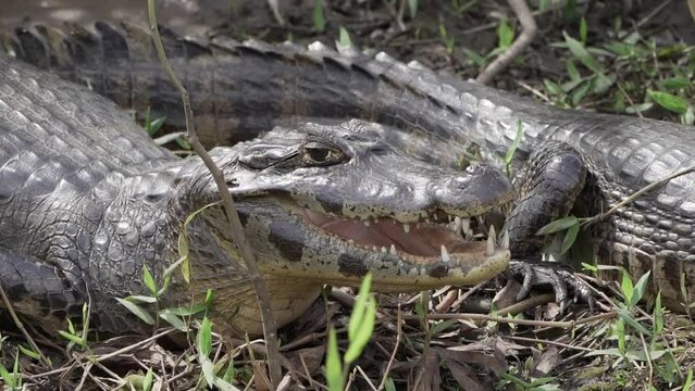 Caiman at the river banks of the Transpantaneira gravel road towards Porto Jofre through the Pantanal, the biggest swamp area of the world in Brazil, relaxing and sunbathing.