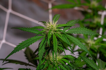 Young green blooms of French cookies variety of marijuana indoor with led lights