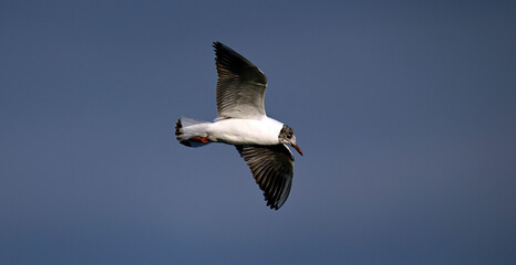 Lachmöwe // Black-headed gull (Chroicocephalus ridibundus / Larus ridibundus)