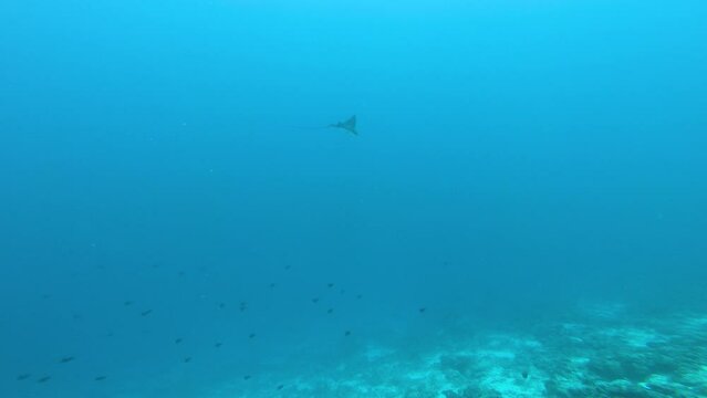 One eagle ray (Myliobatidae) swimming in blue Indian Ocean, South Ari Atoll, Maldives. 
