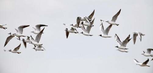 Lachmöwen // Black-headed gulls (Chroicocephalus ridibundus / Larus ridibundus) - obrazy, fototapety, plakaty