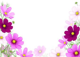 Frame of colorful cosmos flowers on white background 