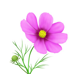 Illustration of single pink cosmos flower