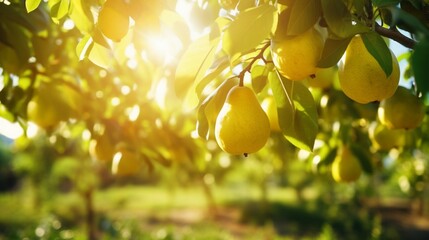 Orchard abstract blurred background with sunlight filtering through a pear orchard - obrazy, fototapety, plakaty