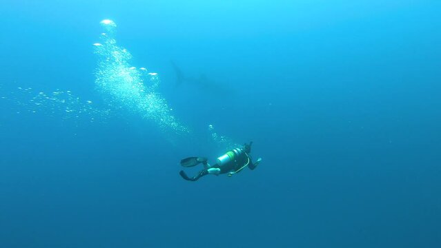 Scuba diver chasing a big whale shark (Rhincodon typus) in blue ocean, South Ari Atoll, Maldives. 