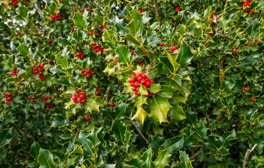 view of cheerful flowering holly bush with red berries in countryside