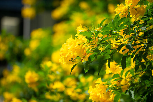 yellow elder flower that looks bright and gives a refreshing feeling
