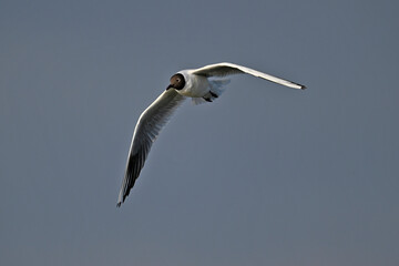 Lachmöwe // Black-headed gull (Chroicocephalus ridibundus / Larus ridibundus)