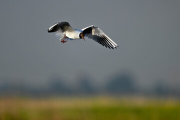 Lachmöwe // Black-headed gull (Chroicocephalus ridibundus / Larus ridibundus)