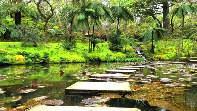 Walking over stones in the middle of a lake surrounded of water, and water lily, green trees, in the botanical garden of terra nostra in Furnas,Azores, Portugal