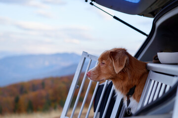 Dog gazes out from car, adventure awaits. A Nova Scotia Duck Tolling Retriever looks out from an...