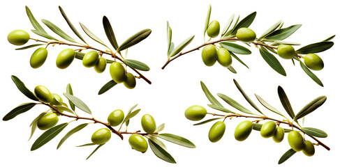 Set of olive branches with ripe and delicious olives, cut out - Powered by Adobe