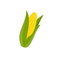 Corn on the cob, isolated on white background, maize, vector illustration, flat style