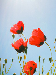 red poppy flowers in the field